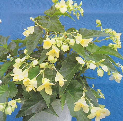B. ‘Tamakihada’